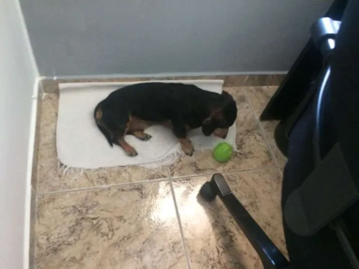 Cachorro raça mini dashund idade 6 ou mais anos nome Theo