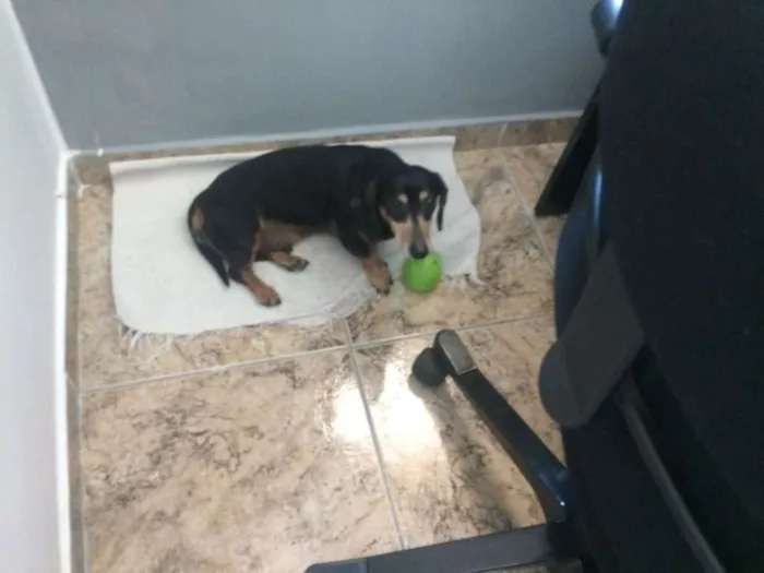 Cachorro raça mini dashund idade 6 ou mais anos nome Theo