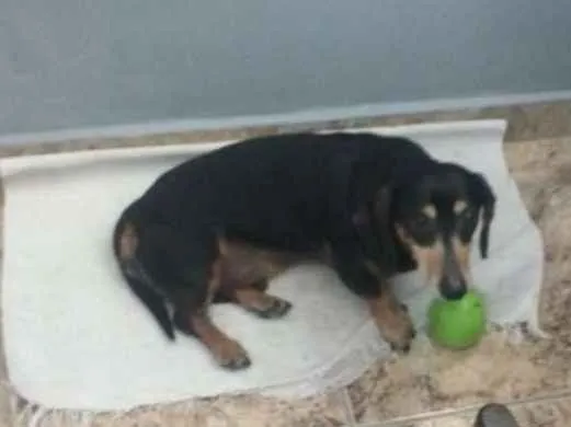 Cachorro raça mini dashund idade 6 ou mais anos nome Theo