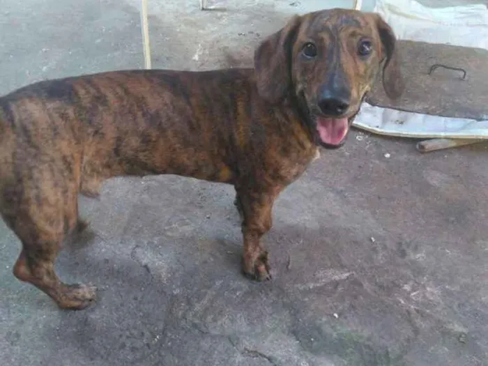 Cachorro ra a Indefinida idade 1 ano nome Binladen