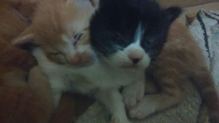 Gato ra a  idade Abaixo de 2 meses nome ME ESCOLHE