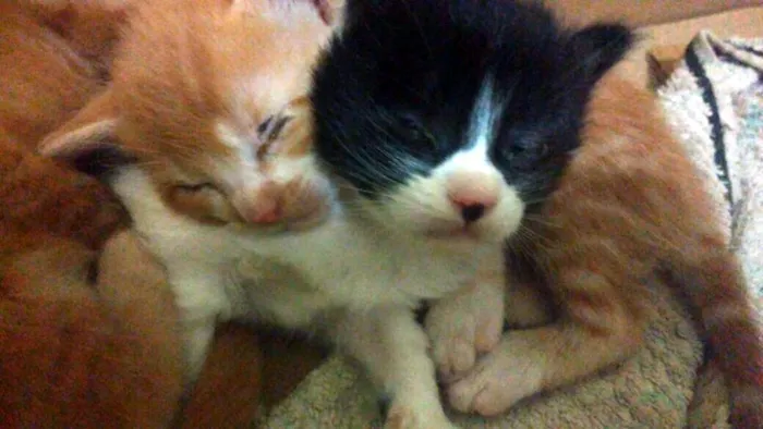 Gato ra a  idade Abaixo de 2 meses nome ME ESCOLHE