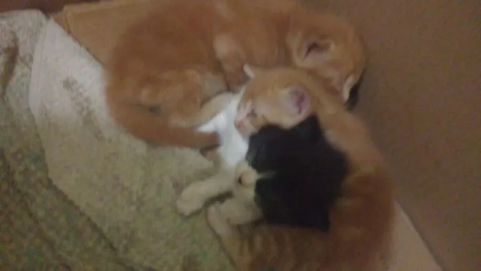 Gato ra a  idade Abaixo de 2 meses nome ME ESCOLHE