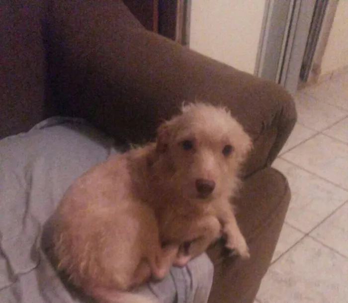 Cachorro ra a Vira lata  idade 2 anos nome Bob