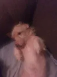 Bob