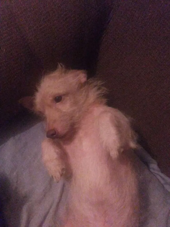 Cachorro ra a Vira lata  idade 2 anos nome Bob