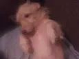 Bob