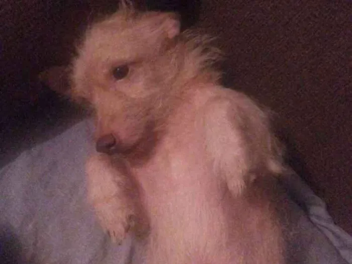Cachorro ra a Vira lata  idade 2 anos nome Bob