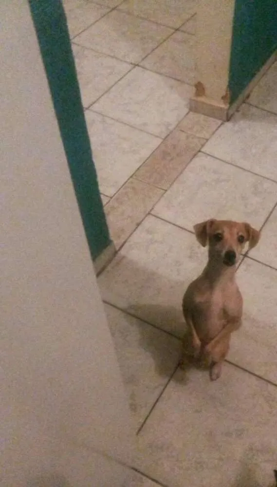 Cachorro ra a Pinscher  idade 2 anos nome Lili