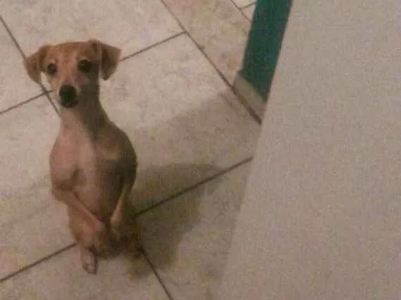 Cachorro ra a Pinscher  idade 2 anos nome Lili