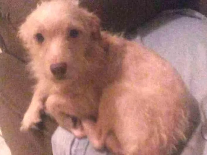 Cachorro ra a Vira lata  idade 2 anos nome Bob