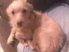 Cachorro raça Vira lata  idade 2 anos nome Bob
