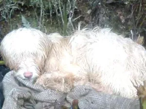 Cachorro raça mestiço idade  nome Cachorrinho abandona