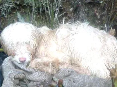 Cachorro raça mestiço idade  nome Cachorrinho abandona