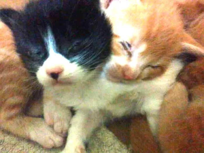 Gato ra a  idade Abaixo de 2 meses nome ME ESCOLHE