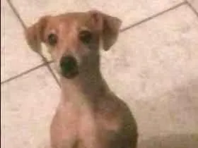 Cachorro ra a Pinscher  idade 2 anos nome Lili