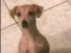 Cachorro raça Pinscher  idade 2 anos nome Lili
