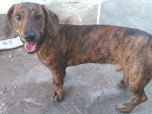 Cachorro raça Indefinida idade 1 ano nome Binladen