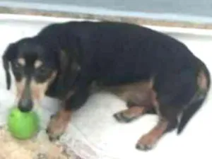 Cachorro raça mini dashund idade 6 ou mais anos nome Theo