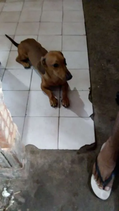 Cachorro ra a Basset-Cofap idade 2 anos nome baruan