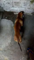 baruan