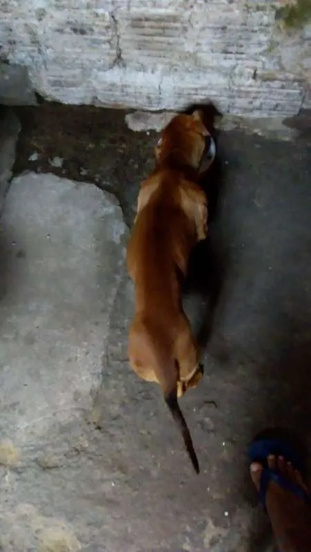 Cachorro ra a Basset-Cofap idade 2 anos nome baruan
