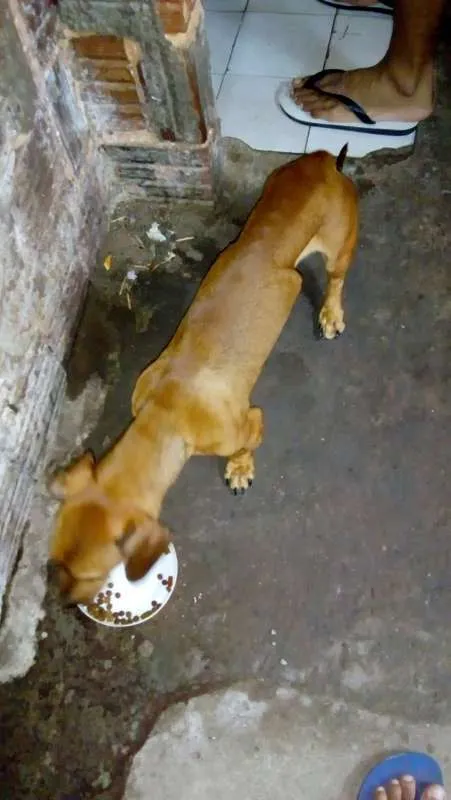 Cachorro ra a Basset-Cofap idade 2 anos nome baruan