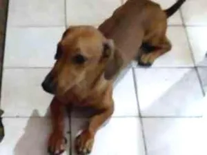 Cachorro raça Basset-Cofap idade 2 anos nome baruan