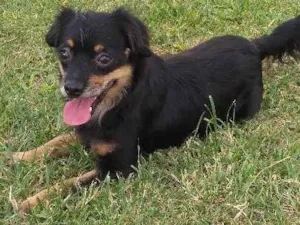 Cachorro raça SRD idade 2 anos nome Suzy