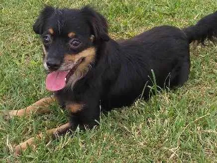 Cachorro ra a SRD idade 2 anos nome Suzy