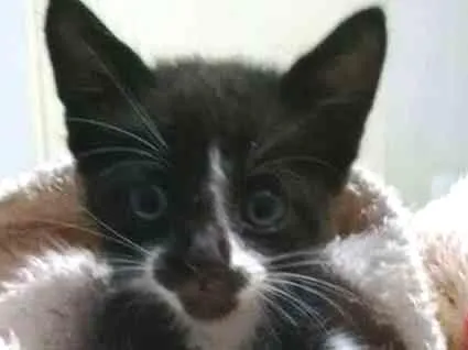 Gato ra a srd idade Abaixo de 2 meses nome não tem nome
