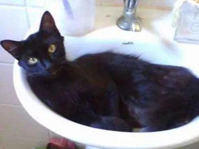 Gato raça vira lata idade 1 ano nome Yn