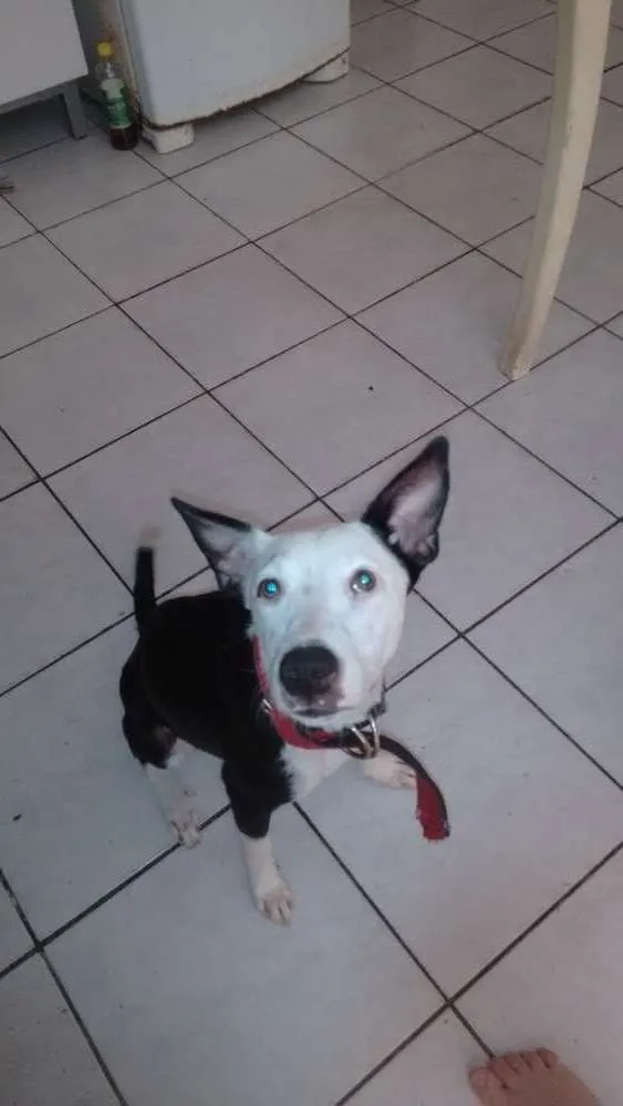 Cachorro ra a  idade 7 a 11 meses nome Pandora