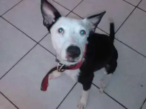 Cachorro raça  idade 7 a 11 meses nome Pandora