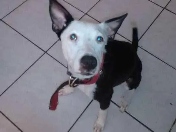 Cachorro ra a  idade 7 a 11 meses nome Pandora