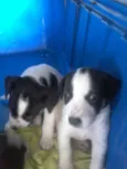 diamante,rubi.