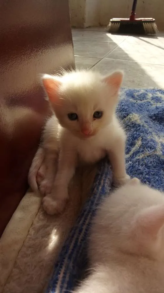 Gato ra a  idade 2 a 6 meses nome Sem nome