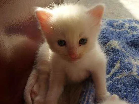 Gato ra a  idade 2 a 6 meses nome Sem nome