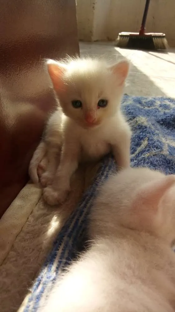 Gato ra a  idade 2 a 6 meses nome Sem nome