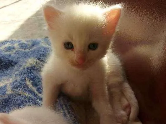 Gato ra a  idade 2 a 6 meses nome Sem nome
