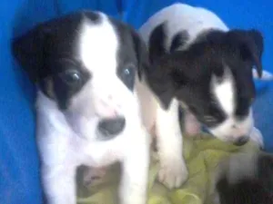 Cachorro raça  idade Abaixo de 2 meses nome diamante,rubi.