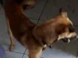 Mufasa