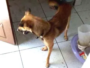 Cachorro raça Vira-lata idade 7 a 11 meses nome Mufasa