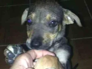 Cachorro raça srd idade 2 a 6 meses nome Pepita 