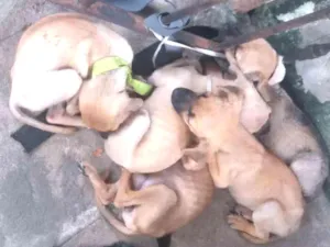 Cachorro raça Chuaua e viralata idade 2 a 6 meses nome Princesa 