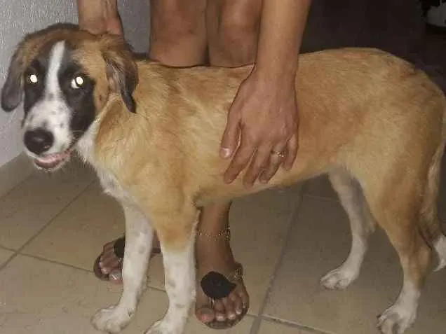Cachorro ra a Não definido idade 2 a 6 meses nome Leka