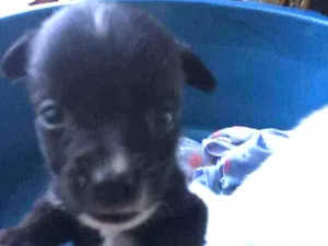 Cachorro raça SRD idade Abaixo de 2 meses nome Filhotinho