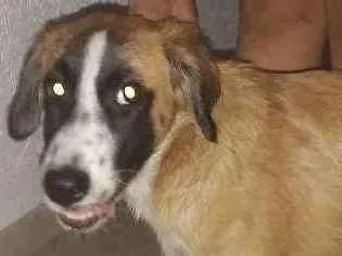 Cachorro ra a Não definido idade 2 a 6 meses nome Leka