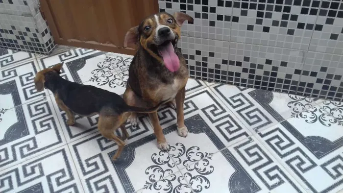 Cachorro raça Americano idade 2 anos nome Sony