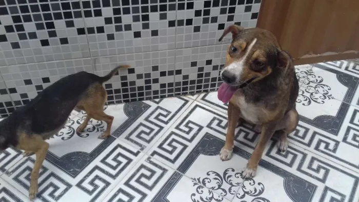 Cachorro raça Americano idade 2 anos nome Sony